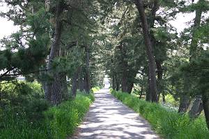 ���Ԉ�Y-�|�ː�{����