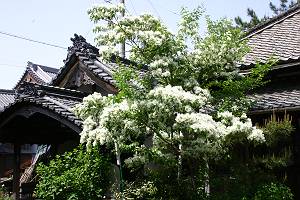 ���Ԉ�Y-�Ȃ񂶂���񂶂�̖�